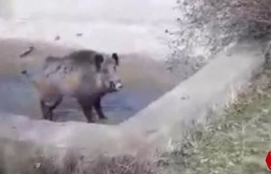 Baskil'de Havuza Düşen Domuzu Kurtarmak İsteyenlere Domuz Saldırdı
