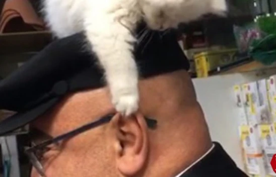 Yavru kedi ile müşterinin sevimli halleri  gülümsetti