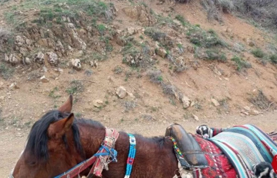 Palu'da Yeni Doğan İki Oğlağın Heybedeki Sevimli Yolculuğu Görenlerin İçini Isıttı