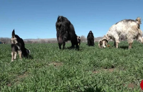 Elazığ'da Yeni Doğan Keçiyi Görenler Gözlerine İnanamadı, Hem Tüysüz Hem Tek Gözlü