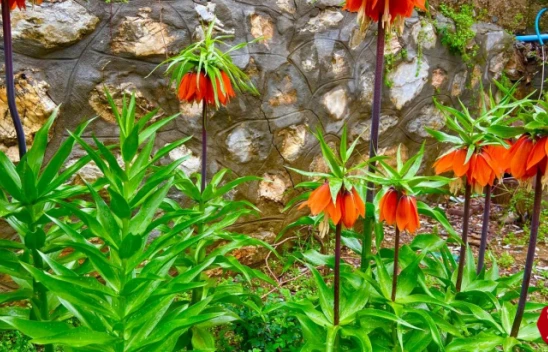 Arıcak'ta Yılda Sadece 15 Gün Açıyor, Koparmanın Cezası 244 Bin 315 Lira