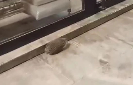 Yolunu şaşıran kirpi kaldırımda dolaştı