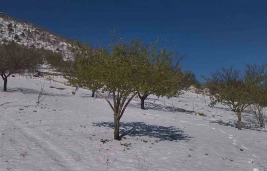 Ziraat Mühendisinden Elazığ'daki Zirai Don Sonrası Çiftçilere Kritik Uyarılar