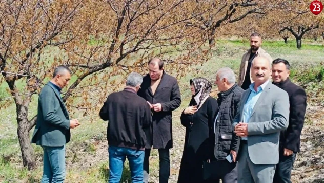 Baskil'de dondan etkilenen meyve bahçelerinde inceleme