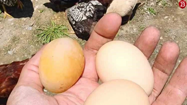 Elazığ'da Şaşkına Çeviren Olay: Tavuk Kabuksuz Yumurta Yumurtladı!