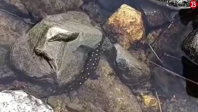 Elazığ'da Nadir Görülen Anadolu Benekli Semenderi Görüntülendi! Cezası 557 Bin TL