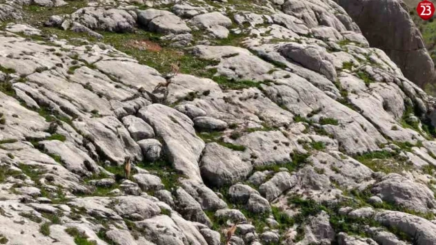 Elazığ'da dağ keçileri havadan görüntülendi