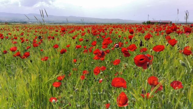 Elazığ'da Doğaseverler Kırmızıya Bürünen Gelincik Tarlasını Fotoğrafladı