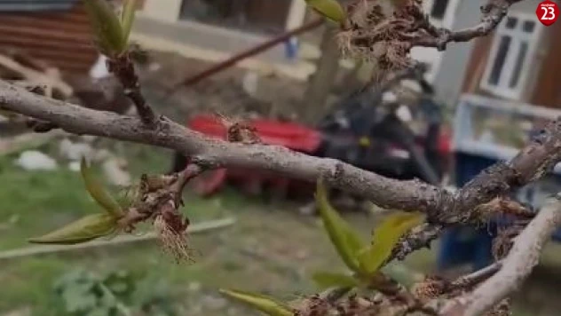 Elazığ'da Don Felaketi: Çiftçinin Umudu Kayısı Bahçeleri Yandı