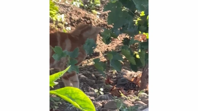 Elazığ'da Kedi, Yavrusunu Yılandan Kurtardı