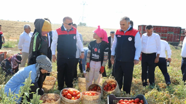 Elazığ'da Kurutmalık Organik Domates Hasadı Gerçekleştirildi