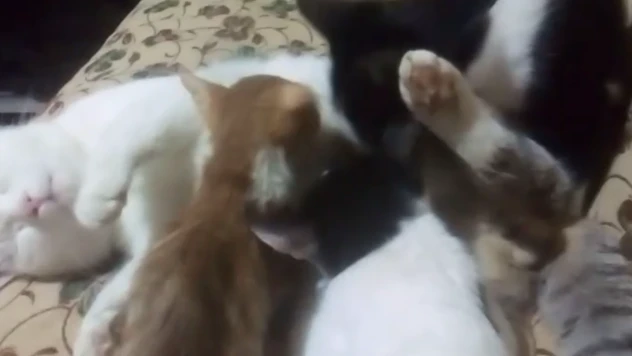 Elazığ'da Şaşırtan Olay: Erkek Kedi Yavruları Sahiplendi ve Emzirmeye Başladı