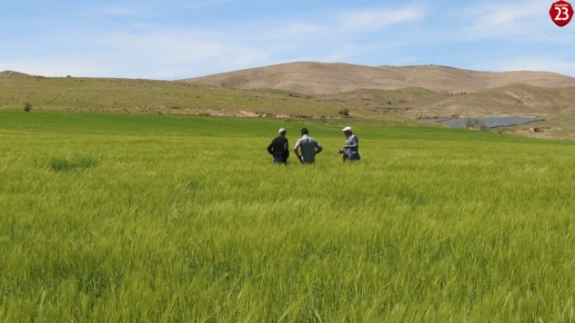 Elazığ'da süne sürvey çalışmaları başladı