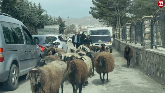 Elazığ'da trafikte sürpriz konuk: Koyun sürüsü şehir merkezinde yol kesti