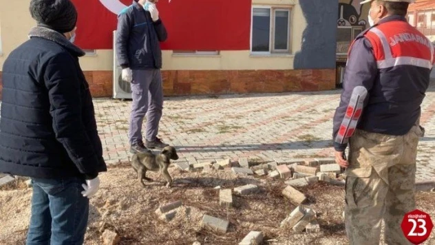 Jandarmanın fark ettiği bacağı kırık köpek tedavi altına alındı
