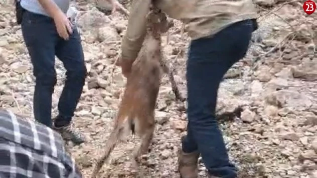 Kayalıklarda mahsur kalıp suya atlayan yavru dağ keçisi kurtarıldı