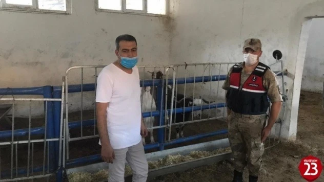 Kayıp hayvanları, jandarma 12 kilometre uzaklıkta buldu