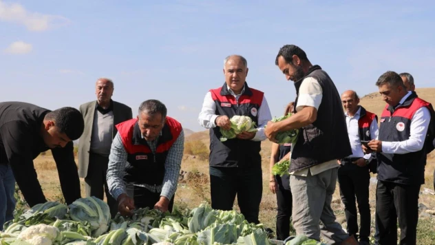 Kovancılar'da İlk Karnabahar Hasadı Gerçekleşti