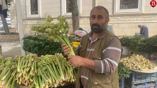 Elazığ'da Baharın Habercisi Işkın Tezgahlarda! Şifa Deposu Bitki Kilosu 150 TL'den Satılıyor