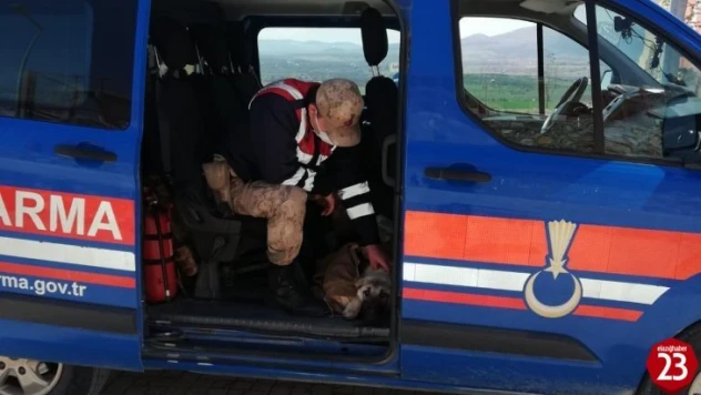 Yaralı köpeği fark eden jandarma, ekip aracıyla hastaneye götürdü