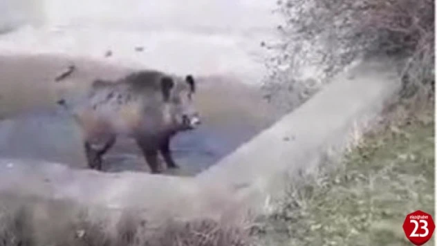 Baskil'de Yaralı Domuzu Kurtarmak İsterken Neye Uğradıklarını Şaşırdılar