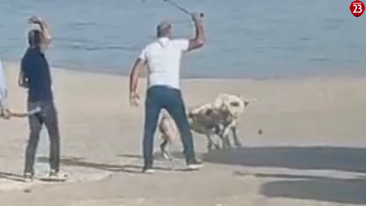 Başı boş köpeklerin kavgasını vatandaşlar sopa ile ayırdı