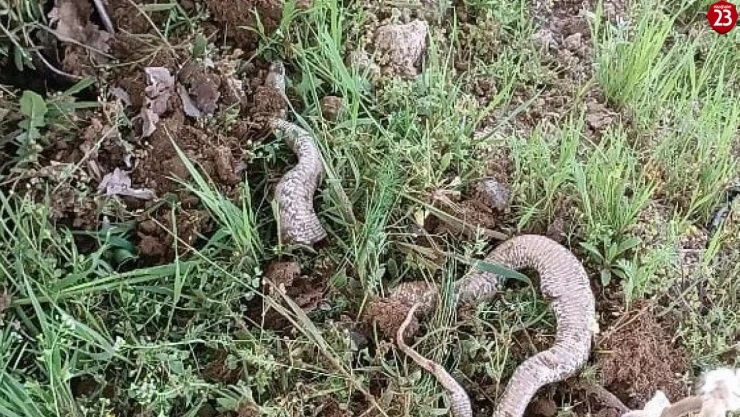 Çapa makinesine takılan 3 metrelik dev yılan paniğe neden oldu