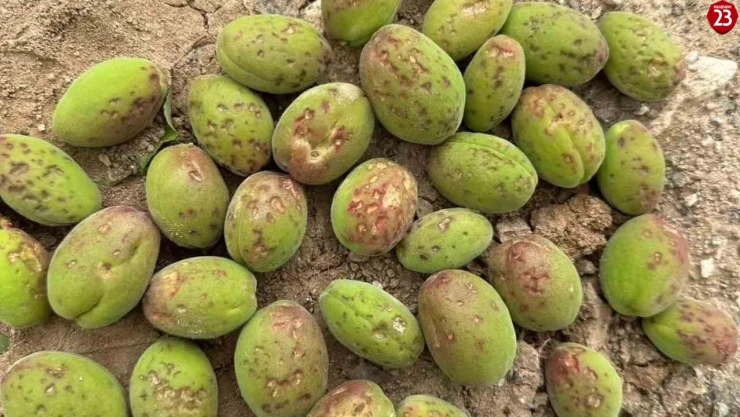 Dolu, kayısı ağaçlarına zarar verdi