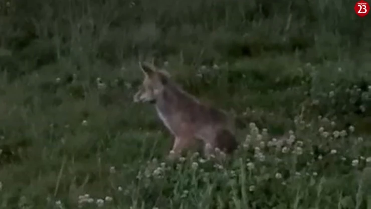 Aç Kalan Tilki Şehir Merkezine İndi! O Anlar Kamerada