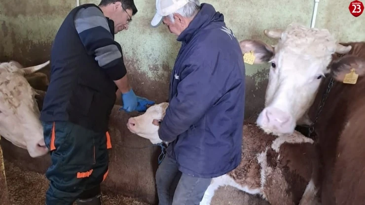 Elazığ'da Büyükbaş Hayvanlara Aşı ve Küpeleme Çalışması Başlatıldı