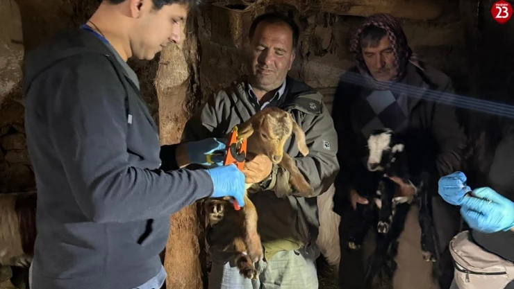 Elazığ'da Büyükbaş ve Küçükbaş Hayvanlara Aşılama ve Küpeleme Çalışmaları Devam Ediyor