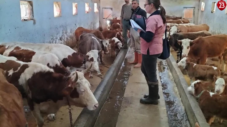Elazığ'da Hayvanlara Aşılama ve Küpeleme Çalışmaları Devam Ediyor