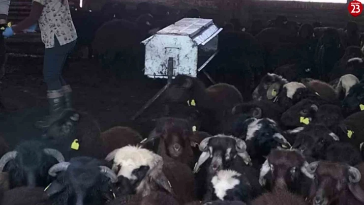 Elazığ Karakoçan'da Küçükbaş Hayvanlara Aşılama ve Küpeleme Çalışması Devam Ediyor