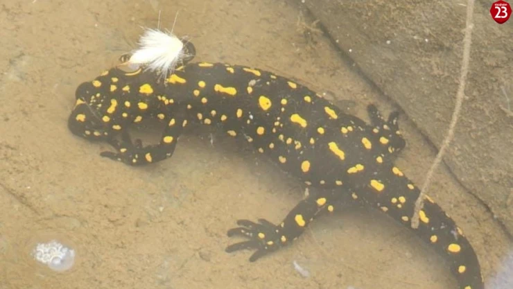 Elazığ'da benekli semender görüntülendi