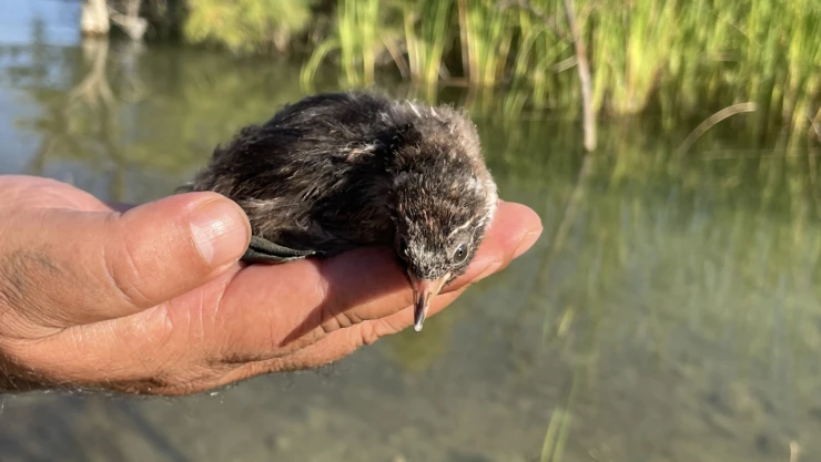 Elazığ'da Bitkin Halde Bulunan Su Tavuğu Yavrusu Hazar Gölü'ne Bırakıldı