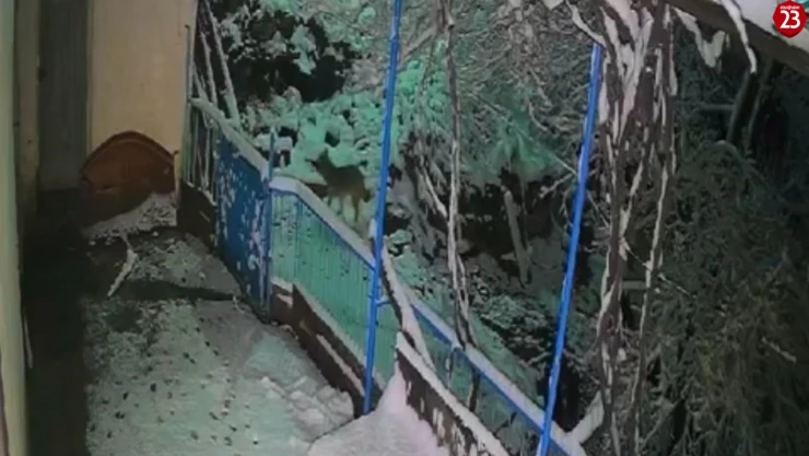 Baskil'de Çakalın Balkondan Tepsi Çaldığı Anlar Kamerada!