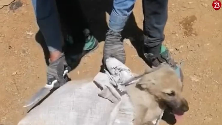 Elazığ'da çuvala konulan köpek ölüme terk edildi