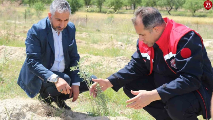 Elazığ'da dikimi yapılan 'Amerikan Tuz Çalısı'  başarılı oldu