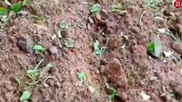 Elazığ'da dolu yağışı kayısı bahçelerine zarar verdi
