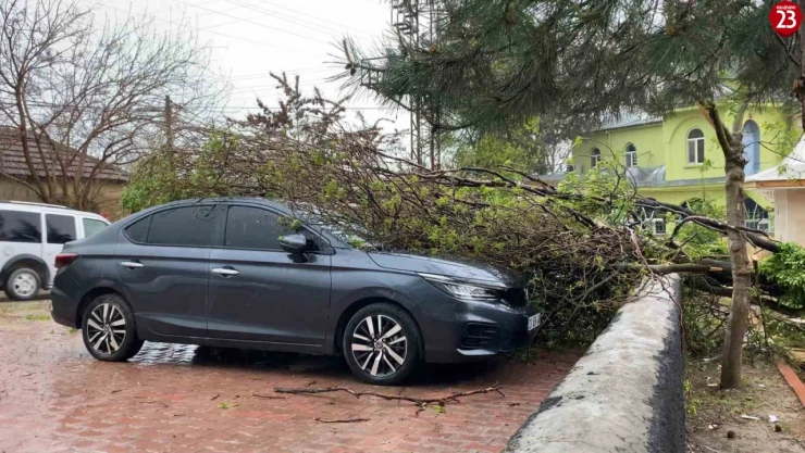 Elazığ'da fırtına etkili oldu: Ağaç, araçların üzerine devrildi