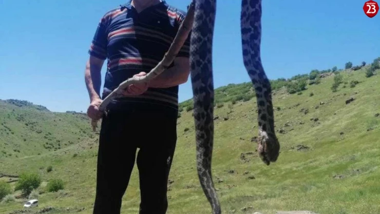 Nedir Bu Elazığlıların Yılanlardan Çektiği, Şimdide Bakın Nerede Görüldü !