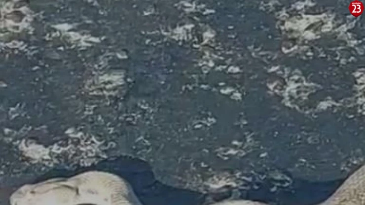 Sürücü Gözlerine İnanamadı! Elazığ'da Karayola Dev Engerek Çıktı