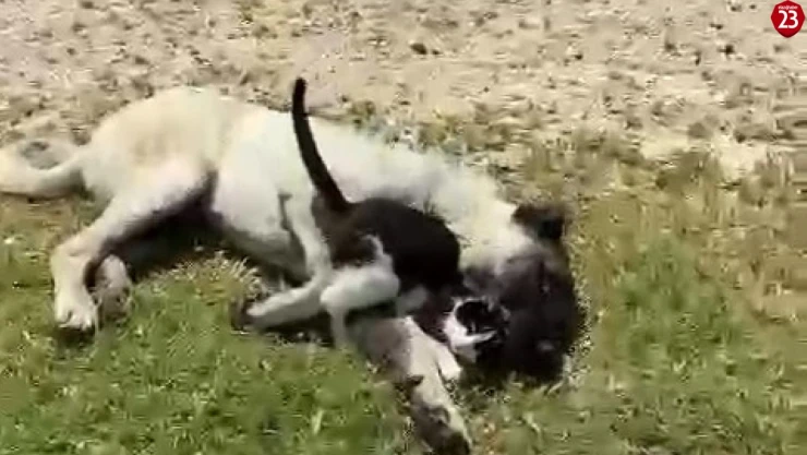 Elazığ'da kedi ile kangalın dostluğu tebessüm ettirdi