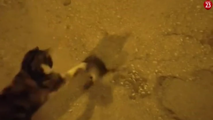 Elazığ'da Kedi ile Farenin 'Tom ve Jerry' Anları Gülümsetti