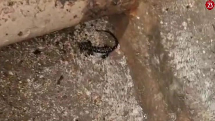 Elazığ'da koruma altında olan benekli semender görüldü