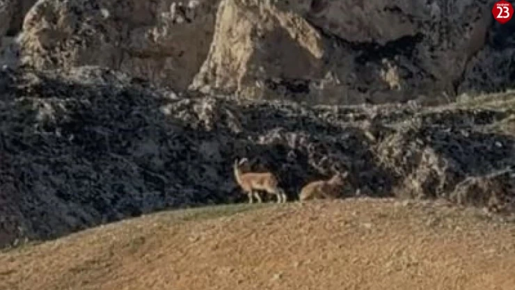 Elazığ'da koruma altındaki dağ keçileri sürü halinde görüntülendi