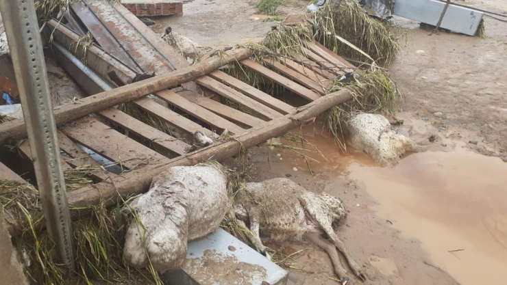 Elazığ'da Sele Kapılan 103 Küçükbaş Hayvan İle 2 Eşek Telef Oldu