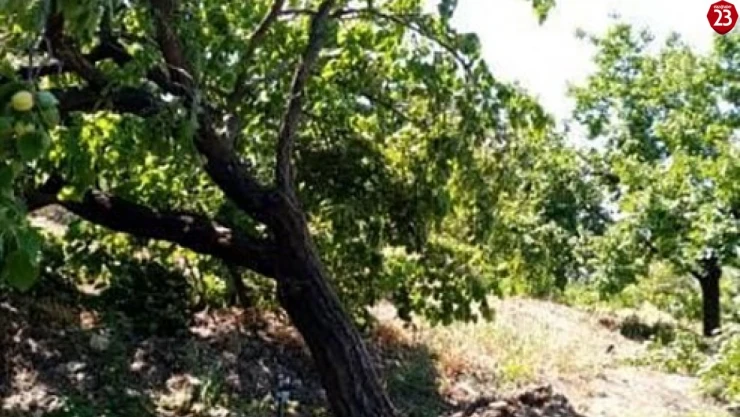 Elazığ'da şiddetli rüzgar kayısı ağaçlarını yerinden söktü, bahçelere zarar verdi