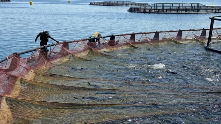 Elazığ'da Su ürünleri ihracatında hedef 2 milyar doları geçmek
