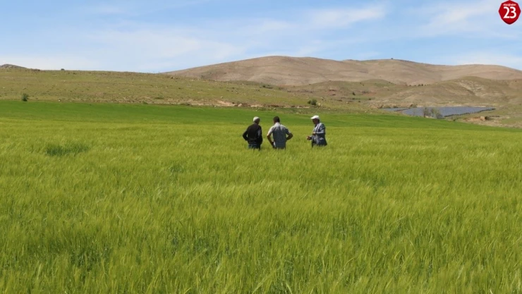 Elazığ'da süne sürvey çalışmaları başladı